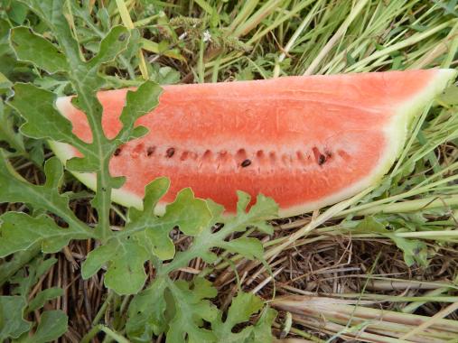 Plod melounu