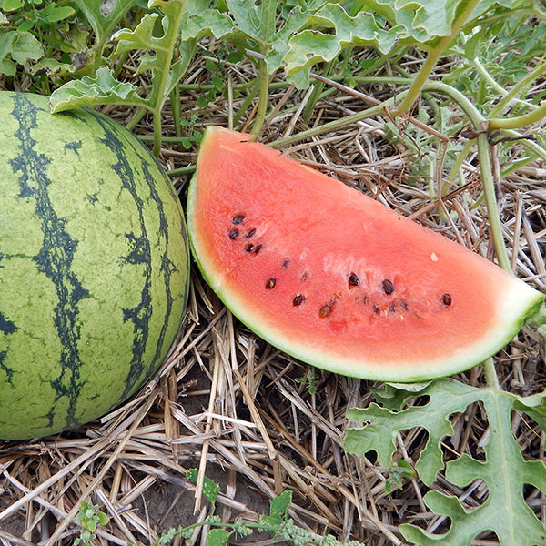 Meloun - sazenice roubovaný